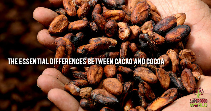 The Essential Differences Between Cacao and Cocoa