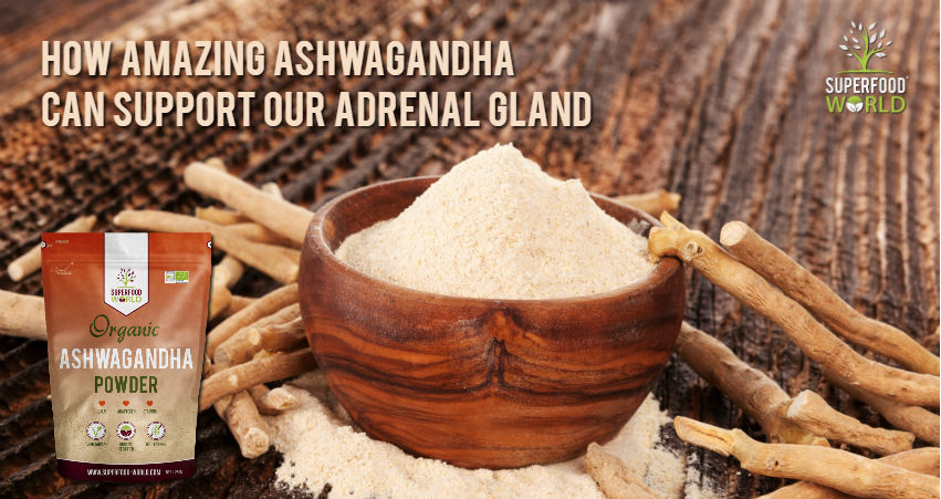 Why Our Adrenal Gland Health Is so Important ... and How Ashwagandha Can Help
